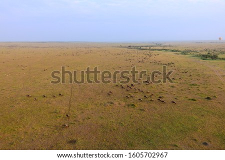 maasi mara and great migration seen from a air balloon, kenya