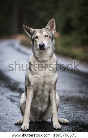 adorable happy and healthy saarloos wolfdog in the forest