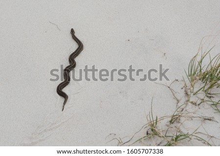 A poisonous viper on the sand