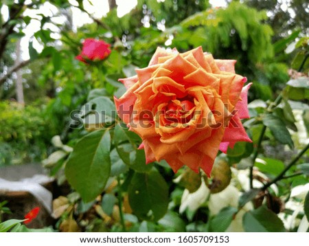 one sprigged flower object on a rose type tree