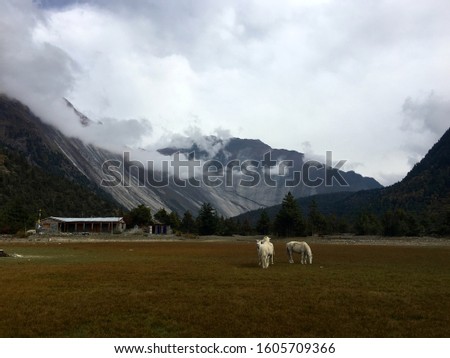 Three small white  horses far away at the field surrounded by the mountains and rocks in the cloudy day beautiful light