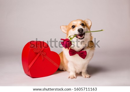 Corgi dog with a red heart-shaped gift box and a red rose on a white background, Valentine's day concept
 Royalty-Free Stock Photo #1605711163