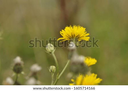 Closeup dandelion picture in the wild