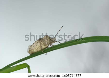 The mottled shieldbug (Raphigaster nebulosa, Family Pentatomidae)
