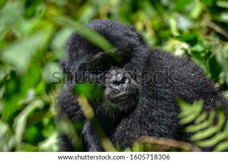 Mountain Silverback Gorilla in Bwindi Impenetrable National Park in Uganda. Royalty-Free Stock Photo #1605718306