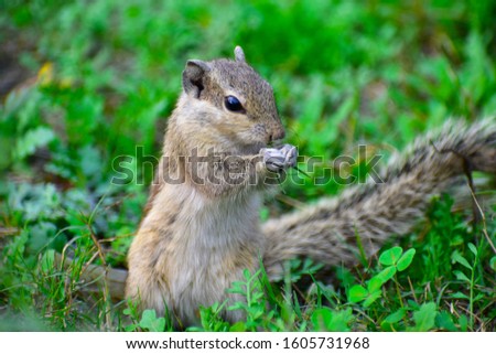brown squirrel eating grass in park