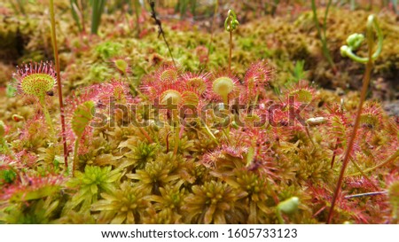(Drosera rotundifolia) Pink round-leaved sundew in green peat bog