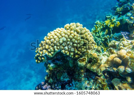Colorful barrier reef in Sharm El Sheikh (Egypt).
