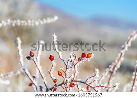 Wild red fruits with rime in the winter