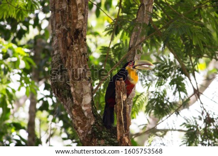 Ramphastos dicolorus toucan with open beak