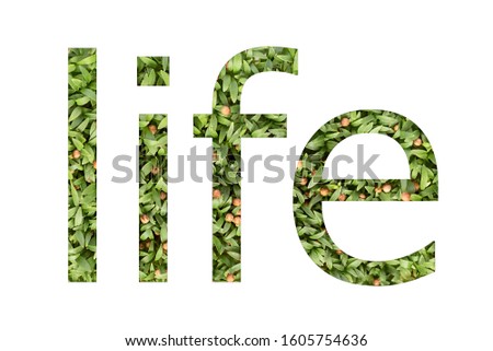 Microgreen font word LIFE made of cilantro microgreen on white background with paper cut shape of letter. Collection of flora font for your unique decoration in summer