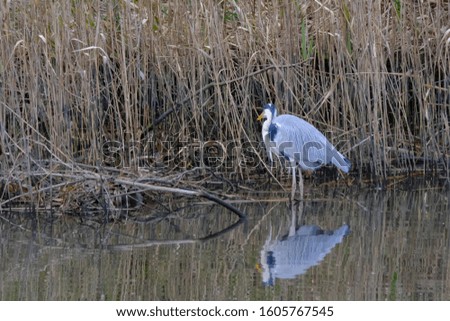 wild bird gray heron in water