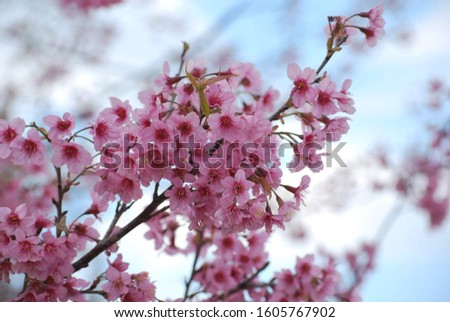 Blossom of pink Tiger king flowers (Thai Sakura or himalayan cherry). This flowers are very similar to the pink cherry blossoms with blue and green background in Phetchaboon, Thailand.