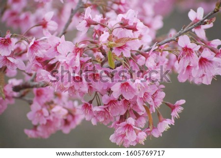Blossom of pink Tiger king flowers (Thai Sakura or himalayan cherry). This flowers are very similar to the pink cherry blossoms with  green background in Phetchaboon, Thailand.