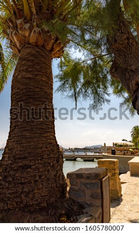 View on port de pollenca with palms