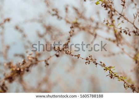 dried wildflowers on a midwest prairie  savanna in winter