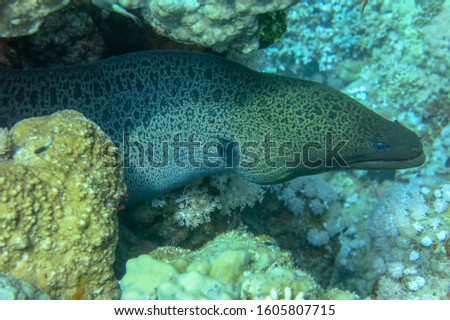 Close up Giant Moray eel looks out from coral reef. Gymnothorax javanicus in the Red Sea, Egypt. Giant moray eel going out for a hunt. Gymnothorax javanicus in a hole on a dark, tropical coral reef.