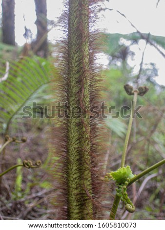 Green fern stems in the forest