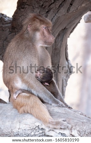 Cape baboon, is, like all other baboons with her baby, sweet child