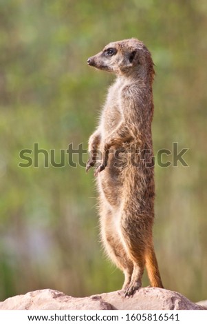 Meerkat (Suricata suricatta), captive, Germany