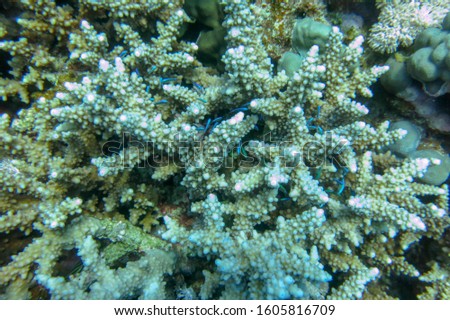 Green Chromis Viridis over Acropora coral. Live around bush coral and hide inside it. Blue-green Chromis hover around a lone coral colony where the fish receive protection when predators are nearby.