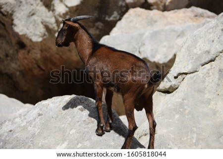 Wild Goats in Torrent de Pareis on Mallorca Spain
