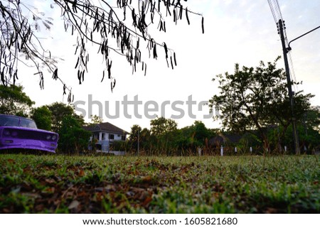 Pickup purple turf in the morning.