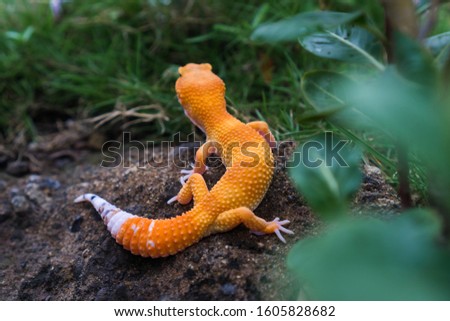 common leopard gecko were first described as a species by zoologist Edward Blyth in 1854 as Eublepharis macularius
