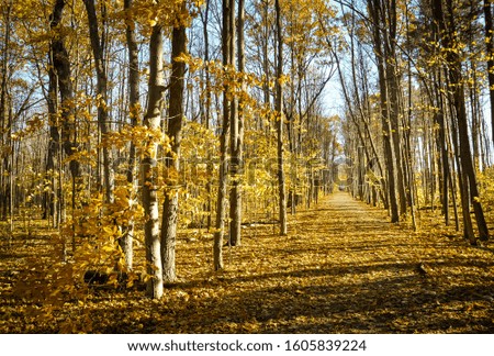 Path with leaves in the ground