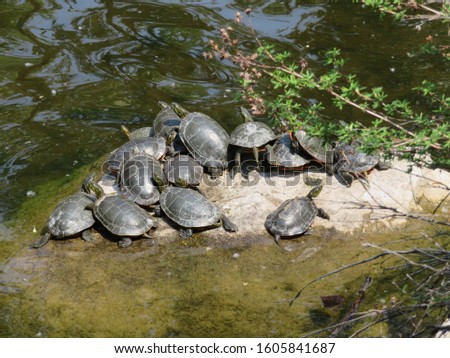 Turtles sitting in the sun at Woodland Park