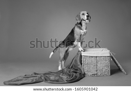 A black and white photo of a medium-sized white-red-black beagle dog, with its front paws on the edge of a wicker basket, with flowing fabric, indoors in the studio