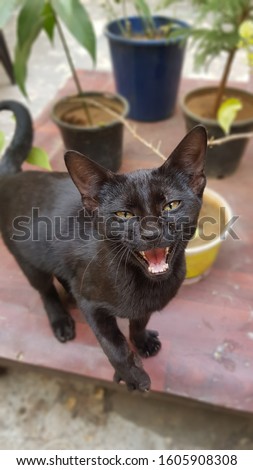 Cute little black kitten roaring