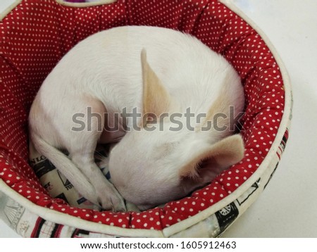 Adorable white Chihuahua puppy sleep a lot.