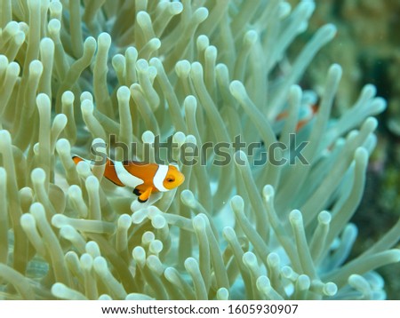 anemone fish clownfish underwater orange and white in an anemone