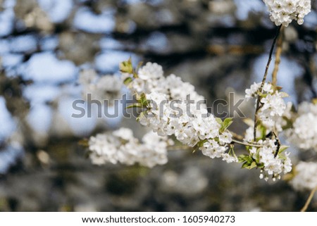 Branches of a flowering Apple tree. Blooming Apple tree in the white garden