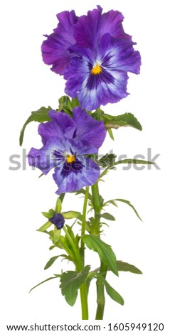 Studio Shot of Blue Colored Pansy Flowers Isolated on White Background. Large Depth of Field (DOF). Macro. Close-up.