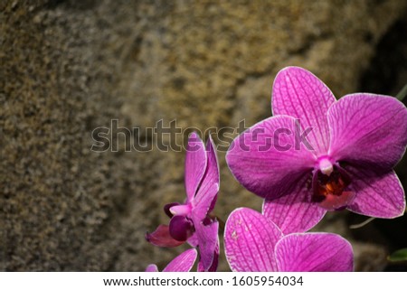 artistic flower portraits, orchids in the night sky, natural