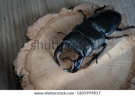 These are pictures of   Dorcus bucephalus as macro.