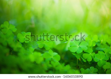 Leaf Clover in the Field for St. Patricks Day.
