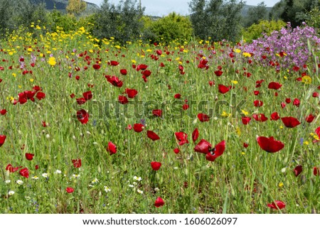 Spring colorful floral background, meadow with blossoming of wild and red poppy flowers, Peloponnese in april, Greece