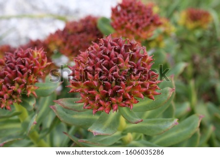 Rhodiola rosea - wild plant. Plant blooming in summer. Royalty-Free Stock Photo #1606035286