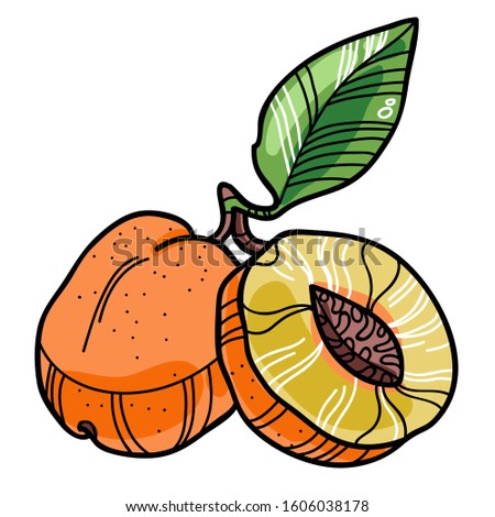 Vector peaches with a leaf on a branch with a leaf. One fruit is cut in half