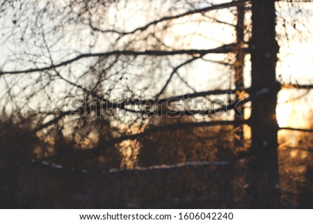 Blurred forest background with the evening setting sun. Sunset in the evening forest behind the silhouettes of tree branches.