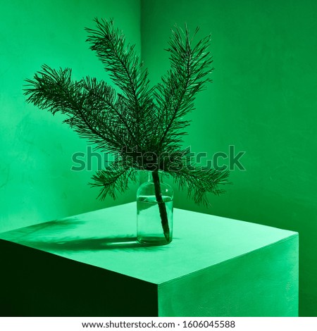 Green branch of pine tree in green light