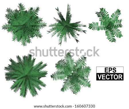Palm top view vector