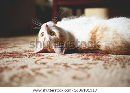 Little white and redheaded cat lying on carpet