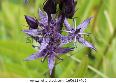Swertia perennis - wild plant. Plant blooming in summer. Royalty-Free Stock Photo #1606119406