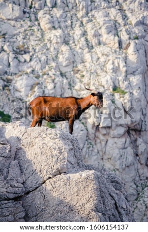Mountain goat at Cap de Formentor on the island of Mallorca
