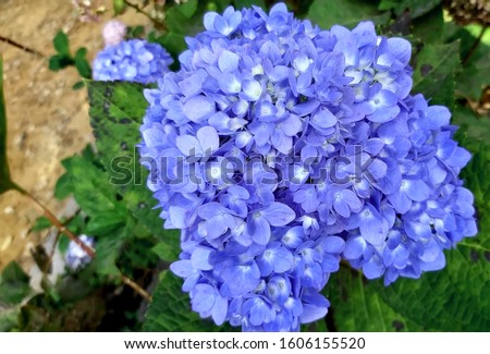 Hydrangea fiower close up picture