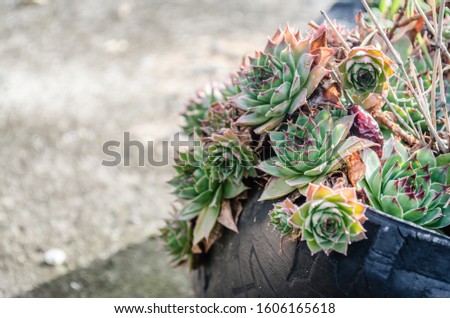 The common houseleek, perennial herbaceous ornamental plant
